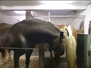 Hkm Horse Mating Low