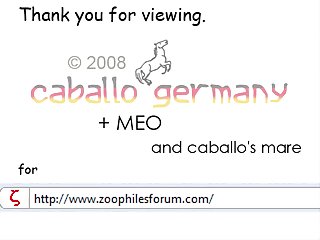 Caballo Meo Teser2008 Zoophiles
