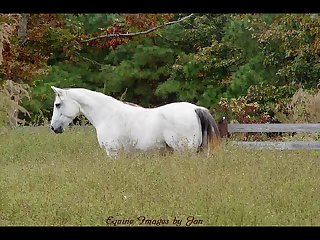 Mare orgasm 4 1