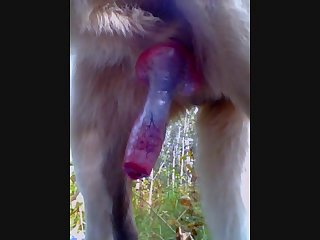 Woods Cuming.wmv