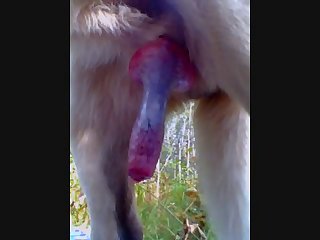 Woods Cuming.wmv