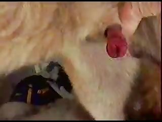 Gsd Dirtyfox 011.mpg