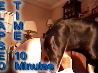Horsedan Gets Rotty Cock