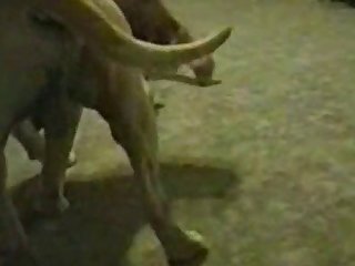 Animal Hentia Porn