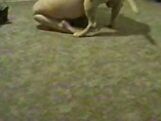 Animal Hentia Porn