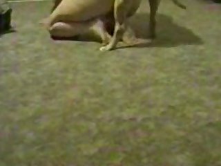 Animal Hentia Porn