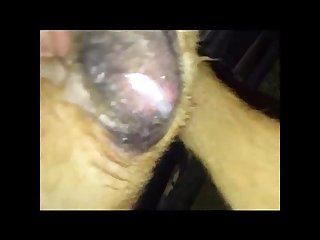 Dog Licking Womans Vagina