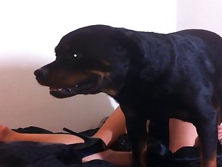 Animals Giving Blowjob