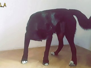 Bestiality Porn Pic