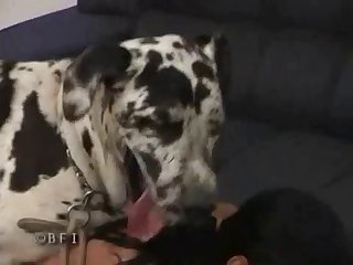 Porn Video Animal Crossing