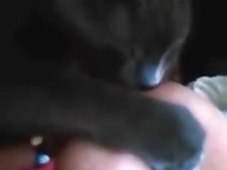 Animal Raping Porn