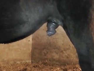 Pregnant Extreme Animal Porn