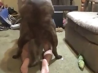 Animal Porn Pitbull
