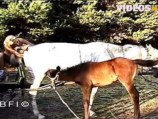 Porn Zoo Horses