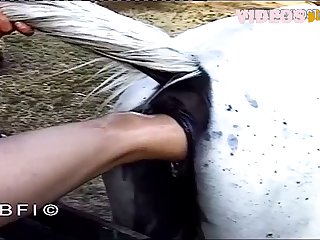 Porn Zoo Horses