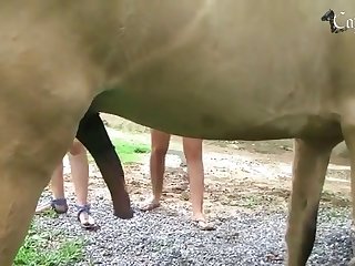 Porno Zoofilia De Hombres