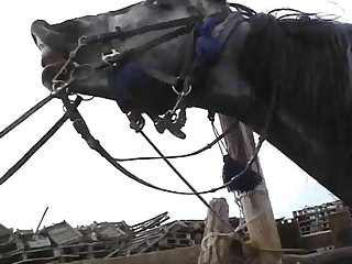 Darmowe Filmy Porno Zoofilia