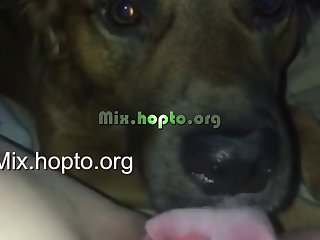 Animals Sucking Cock