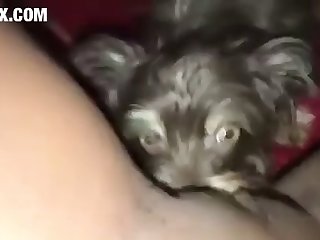 Cow Scat Porn