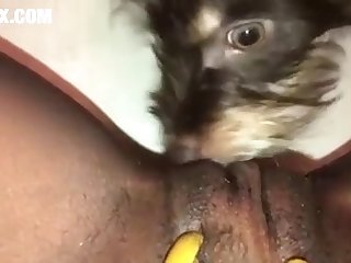 Beastiality Anal