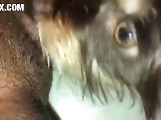 Beastiality Anal