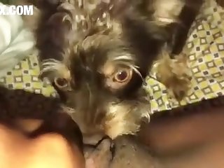 Dog Cock Handjob
