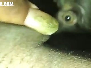 Dog Cock Handjob