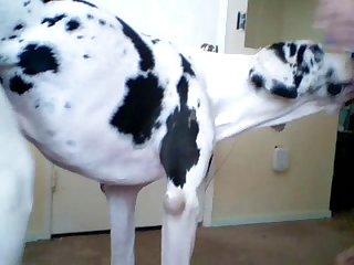 My Dog Licking My Pussy