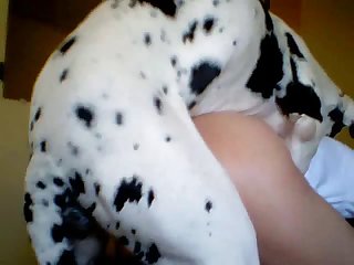 My Dog Licking My Pussy