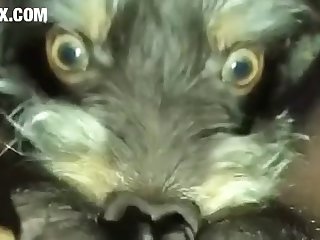 Cats Having Sex Porn
