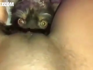 Cats Having Sex Porn