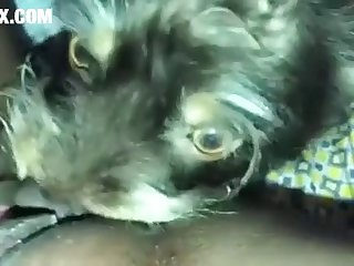 Cats Having Sex Porn