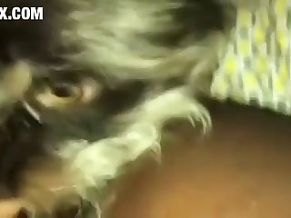 Cats Having Sex Porn