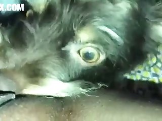 Cats Having Sex Porn