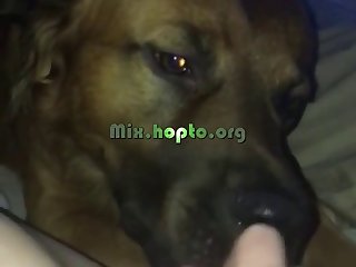 Dog Fucks Dog
