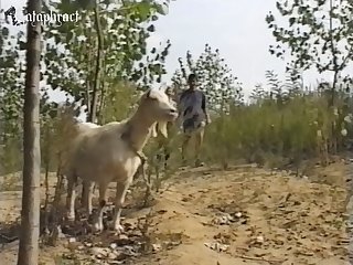 Dog Fuck Closeup Compilation