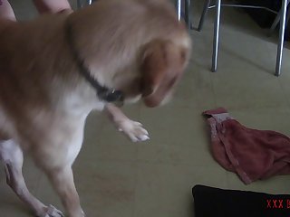 Dog Fuck Girl Brazzers