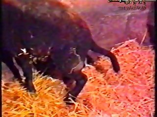 Sex With Animal Story