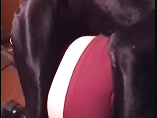 Girl Fucks Horse Cock Porn