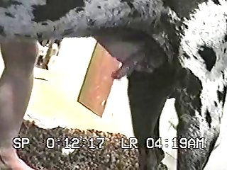 Woman Have Sex With Dog Porn