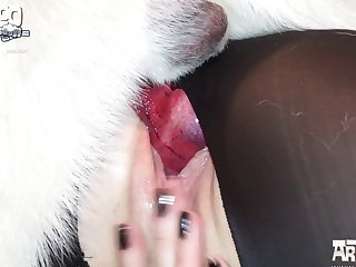 Dog Anal Dildo Porn