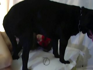 Guy Rape Dog Porn