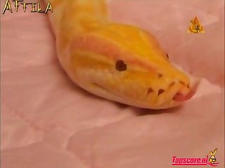 Animal Position Porn