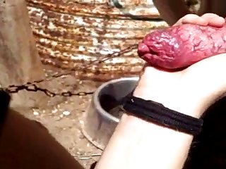 Animal With Women Porn Tube