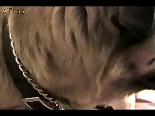 Lo Mas Visto En Zoofilia