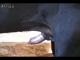 Luxure Zoofilia Extrema