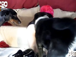 Novinha Com Animal Porno