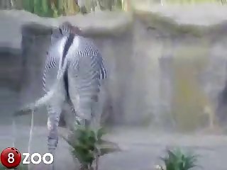 Jetted For The Tip Of His Cock And Fill My Hole