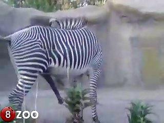 Jetted For The Tip Of His Cock And Fill My Hole