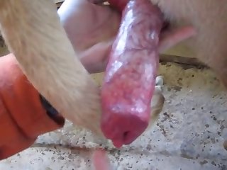 Xxx Penis Size Porn Xxx